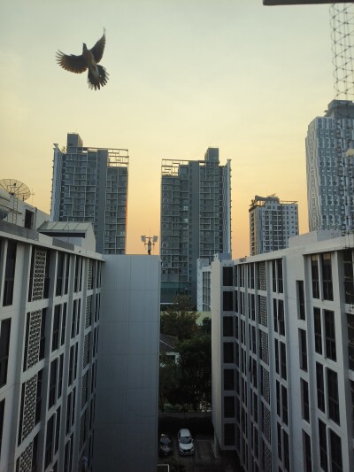 มายคอนโด สุขุมวิท 81 / My Condo Sukhumvit 81-9