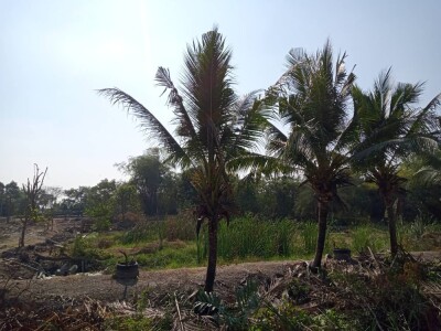 ขายที่ดินติดคลองทวีวัฒนา ที่ดิน นนทบุรี ไทรใหญ่ ไทรน้อย บางเลน นครปฐม นราภิรมย์ พุทธมณฑล-3