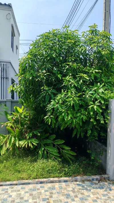 อัพเดทล่าสุด 27/9/2568 :  พลีโน่ พหลโยธิน - รังสิต / Pleno Phaholyothin - Rangsit-21