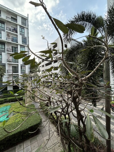 อัพเดทล่าสุด  6/2/2569  : ไอคอนโด สุขุมวิท 105 / iCondo Sukhumvit 105